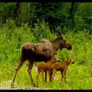 Meet your Posher, Lily